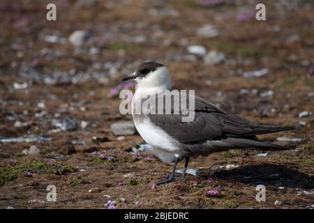 Erwachsene große Skua (Stercorarius skua) steht am Ufer des Spitzbergen-Archipels. Stockfoto