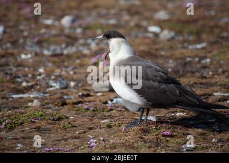 Erwachsene große Skua (Stercorarius skua) steht am Ufer des Spitzbergen-Archipels. Stockfoto