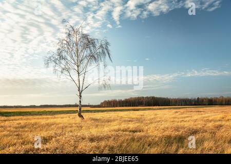 Einsamer Birkenbaum ohne Blätter, der auf einer trockenen Wiese wächst, weiße Wolken am blauen Himmel Stockfoto