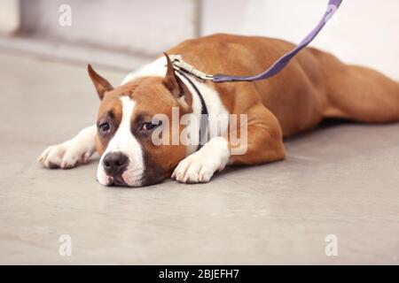 Niedlicher lustiger Hund liegt auf dem Boden, Nahaufnahme Stockfoto