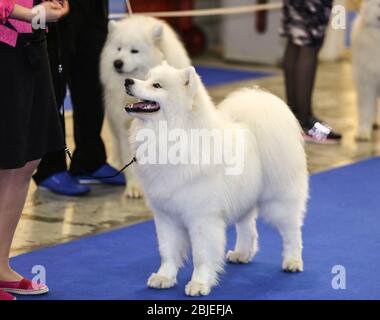 Niedlicher samoyed Hund mit Besitzer bei der Show Stockfoto