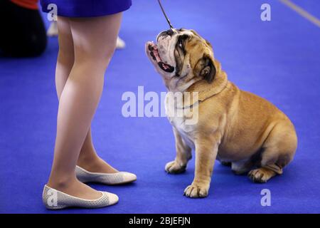 Nette lustige Bulldogge mit Besitzer bei der Hundeausstellung Stockfoto