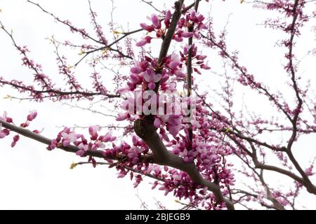 Ein blühender Zweig des östlichen Redbud-Baumes gegen das Weiß eines bewölkten Himmels. Der Name stammt aus nordostamerika und ist cercis canadensis Stockfoto