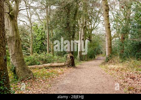 Waldszene im Upton Country Park in Dorset, England Stockfoto