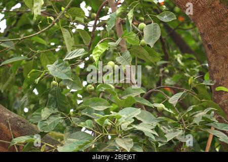 Olivenfrüchte wachsen schön in einem Olivenbaum in Bangladesch, reiche landwirtschaftliche Ergebnis Stockfoto