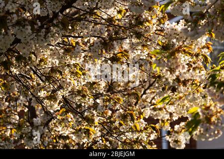 Ein Kirschbaum blüht in Gateshead, England. Kirschblüte wird im Frühling gesehen. Stockfoto