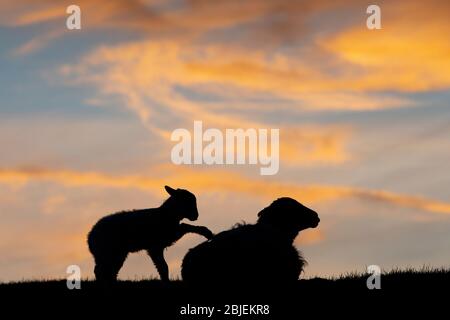 Lamb spielt auf seiner Mutter bei Sonnenuntergang, North Yorkshire, Großbritannien. Stockfoto