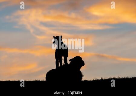 Ein junges Lamm spielt auf seiner Mutter, gegen den Sonnenuntergang in der Nähe von Hawes im Yorkshire Dales National Park, Großbritannien. Stockfoto