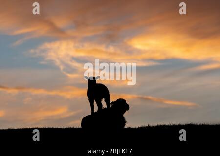 Ein junges Lamm spielt auf seiner Mutter, gegen den Sonnenuntergang in der Nähe von Hawes im Yorkshire Dales National Park, Großbritannien. Stockfoto