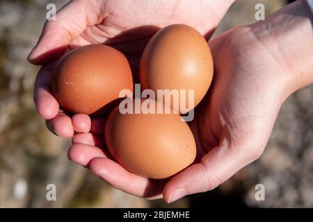 Auf das Halten von drei Freilandeiern in den Händen. Stockfoto