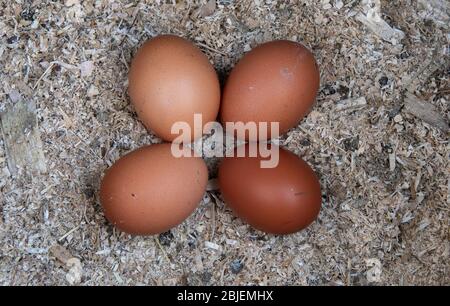 Vier Eier im Freien in einem Nistkasten. Stockfoto