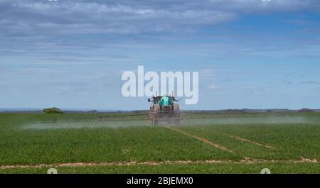 Das Sprühen von Winterweizenernte im Frühjahr mit einem Berthoud-gezogenen Feldspritzer, gezogen von einem John Deere 6140R. Ripon, North Yorkshire, Großbritannien. Stockfoto