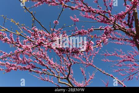 Rosa blühende Äste des östlichen Redbud-Baumes vor einem klaren blauen Himmel. Der in Nordamerika heimische wissenschaftliche Name ist cercis canadensis Stockfoto