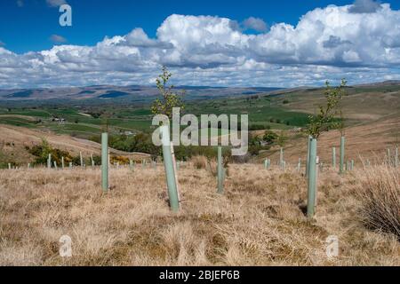 Neue Wälder landeten auf Moorland, um Überschwemmungen zu verhindern und neue Wildtiere Lebensraum zu schaffen, Upper Eden, in der Nähe von Kirkby Stephen, Cumbria, Großbritannien. Stockfoto