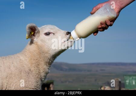 Cute Pet Lamm wird aus einer Flasche gefüttert. North Yorkshire, Großbritannien. Stockfoto