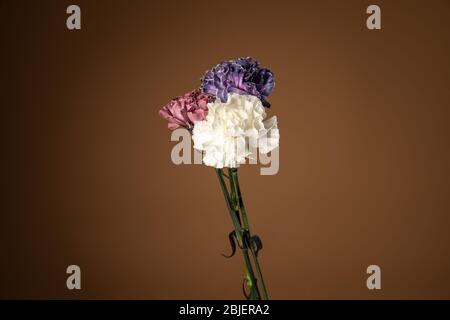 Weiße, violette und violette Nelkenblüten auf rosafarbenem Hintergrund isoliert Stockfoto