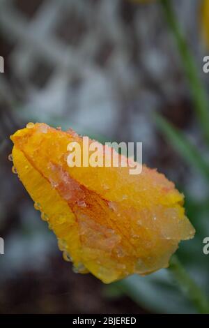 Der Schneesturm kann alle unsere Blumen und Pflanzen im Garten einfrieren Stockfoto