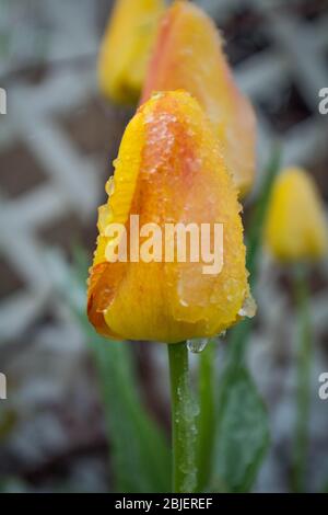 Der Schneesturm kann alle unsere Blumen und Pflanzen im Garten einfrieren Stockfoto