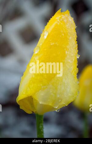 Der Schneesturm kann alle unsere Blumen und Pflanzen im Garten einfrieren Stockfoto