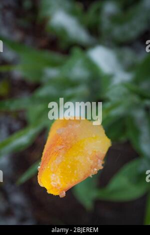 Der Schneesturm kann alle unsere Blumen und Pflanzen im Garten einfrieren Stockfoto