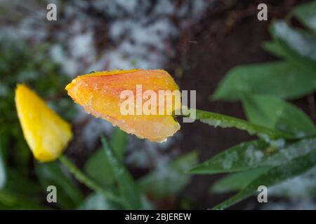 Der Schneesturm kann alle unsere Blumen und Pflanzen im Garten einfrieren Stockfoto