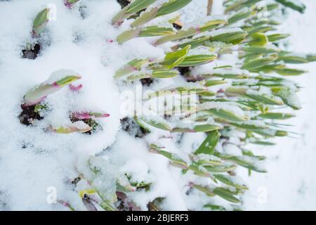 Der Schneesturm kann alle unsere Blumen und Pflanzen im Garten einfrieren Stockfoto