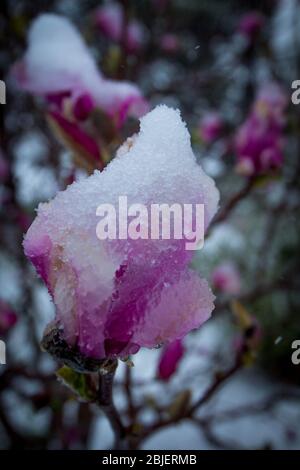 Der Schneesturm kann alle unsere Blumen und Pflanzen im Garten einfrieren Stockfoto