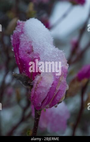 Der Schneesturm kann alle unsere Blumen und Pflanzen im Garten einfrieren Stockfoto