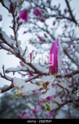 Der Schneesturm kann alle unsere Blumen und Pflanzen im Garten einfrieren Stockfoto