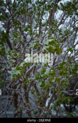 Der Schneesturm kann alle unsere Blumen und Pflanzen im Garten einfrieren Stockfoto