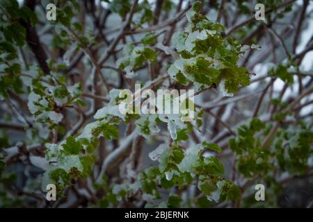 Der Schneesturm kann alle unsere Blumen und Pflanzen im Garten einfrieren Stockfoto