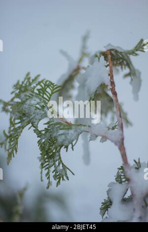 Der Schneesturm kann alle unsere Blumen und Pflanzen im Garten einfrieren Stockfoto