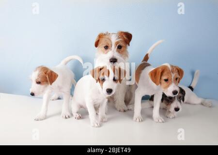 Nette lustige Hunde auf farbigen Hintergrund Stockfoto