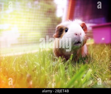 Schöne braune und weiße Meerschweinchen essen Gras auf einem pastellfarbenen Hintergrund Stockfoto