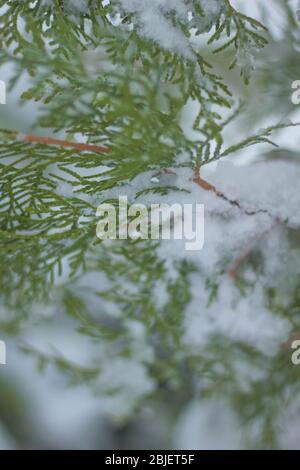 Der Schneesturm kann alle unsere Blumen und Pflanzen im Garten einfrieren Stockfoto