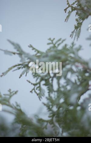 Der Schneesturm kann alle unsere Blumen und Pflanzen im Garten einfrieren Stockfoto