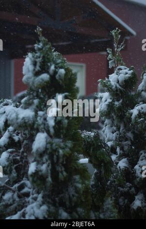 Der Schneesturm kann alle unsere Blumen und Pflanzen im Garten einfrieren Stockfoto