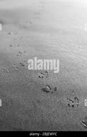 Vogelspuren bilden einen Pfad im Sand am Strand Stockfoto