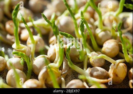 Junge pflanzliche Erbsensprossen, mikrogrün. Bio-Mikrosprossen in einer Kunststoffbox angebaut Stockfoto