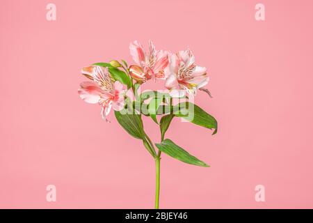 Schöne Alstroemeria Lilienblüten auf weichem rosa Hintergrund Stockfoto