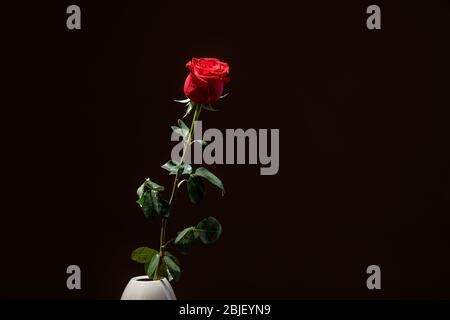Eine einzige rote Rose in einer Vase, isoliert vor schwarzem Hintergrund Stockfoto