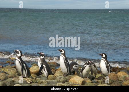 Pinguinkolonie auf der Magdalena Insel Stockfoto