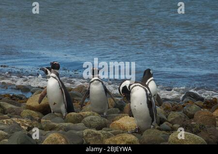 Pinguinkolonie auf der Magdalena Insel Stockfoto