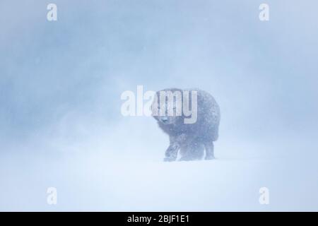 Polarfuchs (Vulpes lagopus) beim Durchlaufen eines Schneesturms Stockfoto