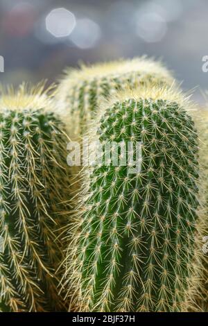 Nahaufnahme eines kleinen und stacheligen Kaktus. Stockfoto