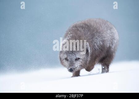 Polarfuchs (Vulpes lagopus) beim Durchlaufen eines Schneesturms Stockfoto