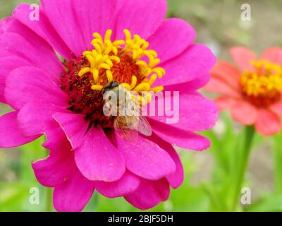 Biene sammelt Pollen aus den Zinnia-Blüten, Makroschuss. Honigproduktion, Frühling und Sommer Stockfoto