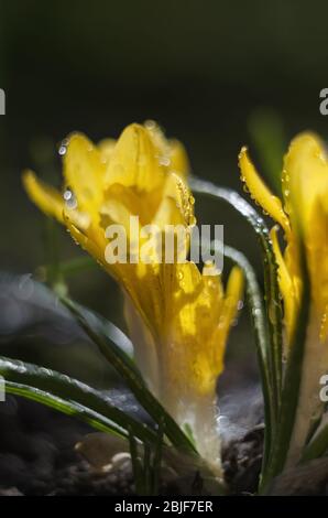 Frühlingsgelbe Krokusse in Wassertropfen wachsen im Boden Stockfoto