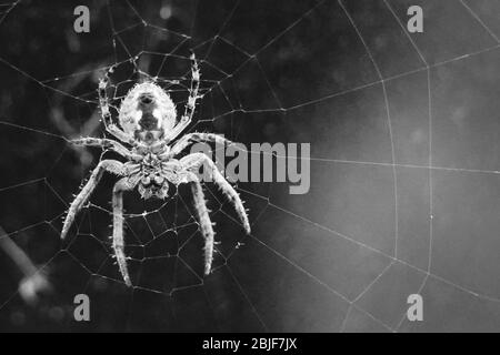 Lauernde Spinne auf einem Pfau Stockfoto