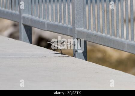 Sanderling Fütterung von Insekten in einem Spinnennetz auf einem Steg Geländer gefangen Stockfoto